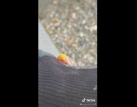 Pink moth hangs on filmers black jacket