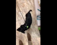 Collab BitchIG2 - Guy finds bakery for black dog