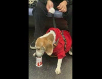 Dog eats yogurt on train 