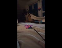 Cat with zoomies jumping up and down from bed