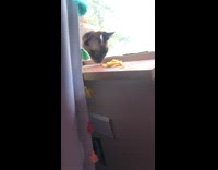 Collab BitchIG2 - Cat on windowsill uses paw to eat noodle 