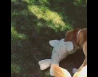 Labrador Runs at and Bites Camera In Slowmotion