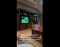 [third party] Woman lets dog watch jump scare video