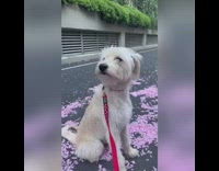 White dog red leash pink flower petals