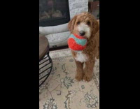 Brown dog come with orange ball wink