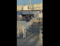 White llama licks wood fence girls laugh 