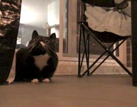 Black cat jumps at butterfly 