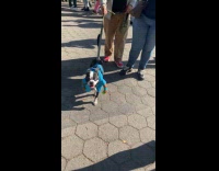 Dog dressed as pickle ball player