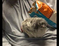 Pet chicken waits for the snack on top of owner