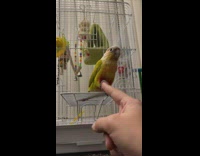 Guy give bird handshake finger and claw