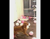 Golden retriever dog plays with pink balloon