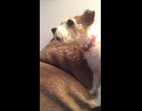 white dog eats cheetos pink collar