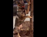 Dog biting and hanging on tree branch