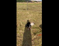 Dog lie down scratches back on grass