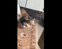 Collab Clips mpugc - Cat gets chip stuck in teeth