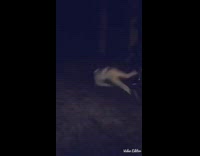 guy grey outfit small bike falls in dirt