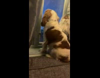 Pet dog sits and stares on the window