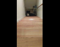 Brown white cat runs up wood stairs 