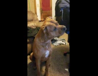 Dog tilts head hears other dog howling