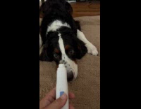 Dog try to bite tool to clip nails