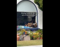 Neighbor dog sleeps upside down on window