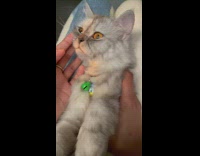 Girl pets grey cat with orange eyes 