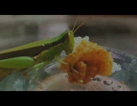 Grasshopper eats food from water bottle 