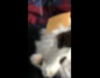 Guy does the cheese challenge and throws a slice of cheese onto his cats face, cat retracts head