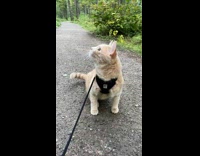 Cat sits on trail to stare at birds 