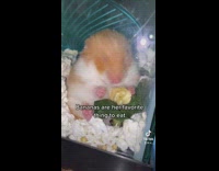 Hamster inside of tank eating banana eyes closed