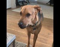 Dog whines and yells at mom