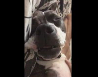 Dog sleep sweet dreams tongue out bed