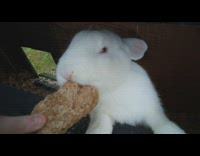 Pet bunny munches wheat biscuits food