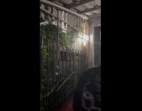 Possum chills in planter at funeral home