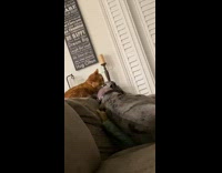 Pet cat licks forehead of the pet dog