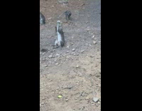 Monkey trying to drink soda out of can