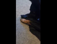 Black dog bite and chew black blanket
