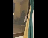 Kitten climbs through hole in screen door 