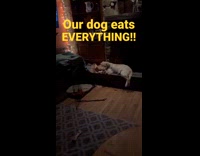 Guy talk to dog eating some firewood