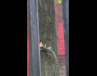 Squirrel goes up and down tree with pizza 