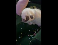 Collab Clips MPUGC - Cat confused about confetti 