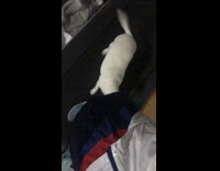 Brown dog sits down on treadmill girl 