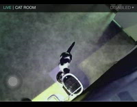 Black white cat sticks paw automatic feeder 