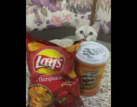 Cat sits on chair by chips and soda 