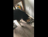 Pet dog lifts up the dog food bowl and