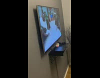 Cat laying on couch watches youtube video on tv