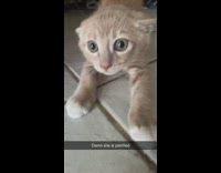 Orange cat scared of other cat 