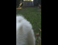 brown dog running towards owner in yard