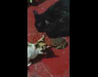 Cats eat cat food beside the frog