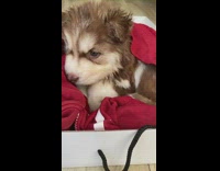 Husky puppy cuddles with bear under sweater 